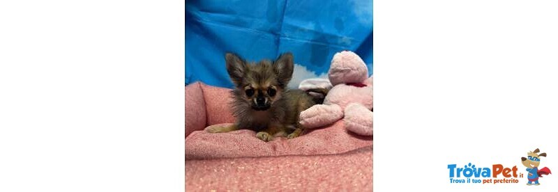 Cucciola di Chihuahua Fulvo pelo Lungo Femmina - Foto n. 3