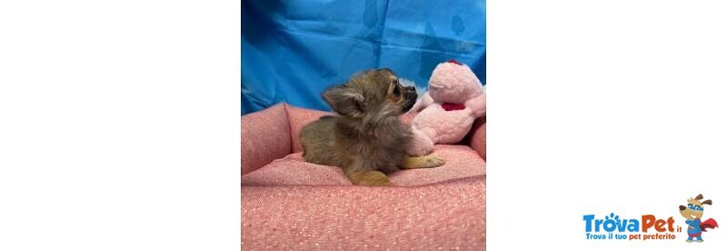 Cucciola di Chihuahua Fulvo pelo Lungo Femmina - Foto n. 4