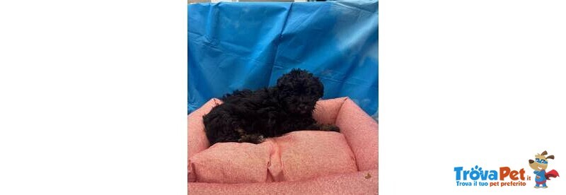 Cucciola di Maltipoo nero Focato Femmina - Foto n. 2