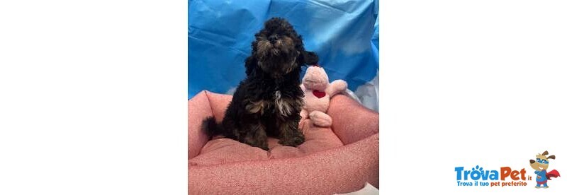 Cucciola di Maltipoo nero Focato Femmina - Foto n. 1
