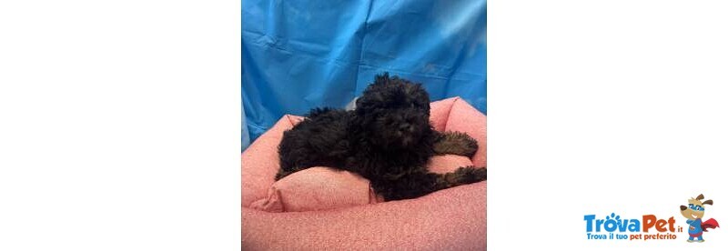 Cucciola di Maltipoo nero Focato Femmina - Foto n. 3