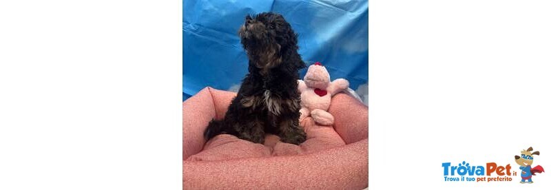 Cucciola di Maltipoo nero Focato Femmina - Foto n. 4