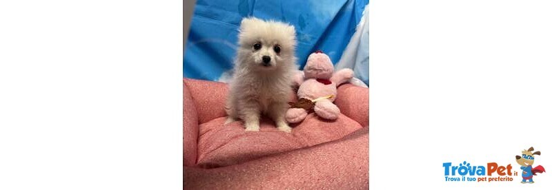 Cucciola di Volpino di Pomerania Bianco Femmina - Foto n. 1