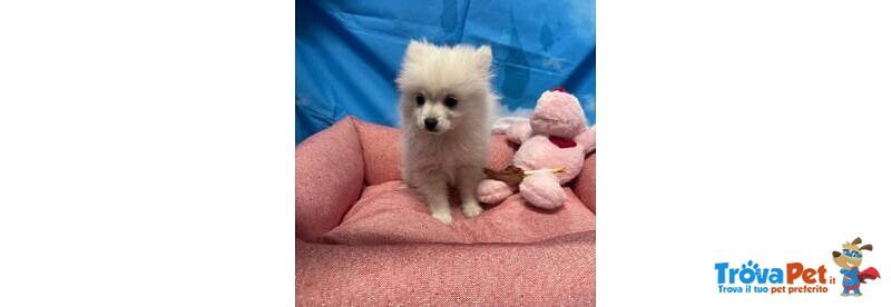 Cucciola di Volpino di Pomerania Bianco Femmina - Foto n. 2