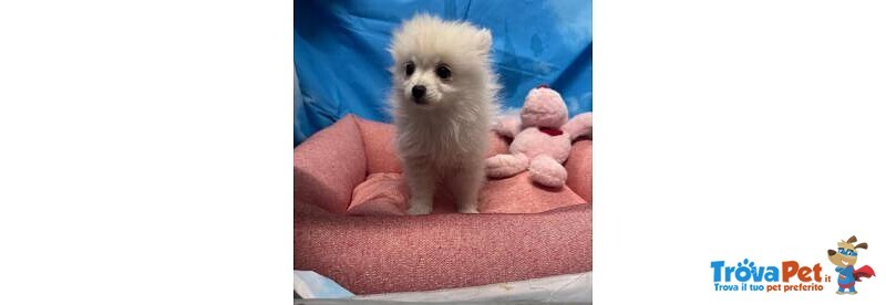 Cucciola di Volpino di Pomerania Bianco Femmina - Foto n. 3