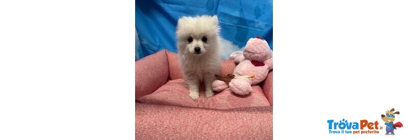 Cucciola di Volpino di Pomerania Bianco Femmina - Foto n. 4
