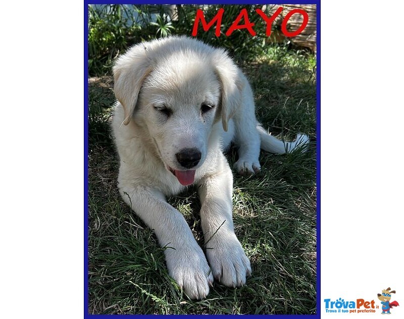 Mayo Dolce Cucciola mix Maremmana Futura tg Mediogrande - Foto n. 3
