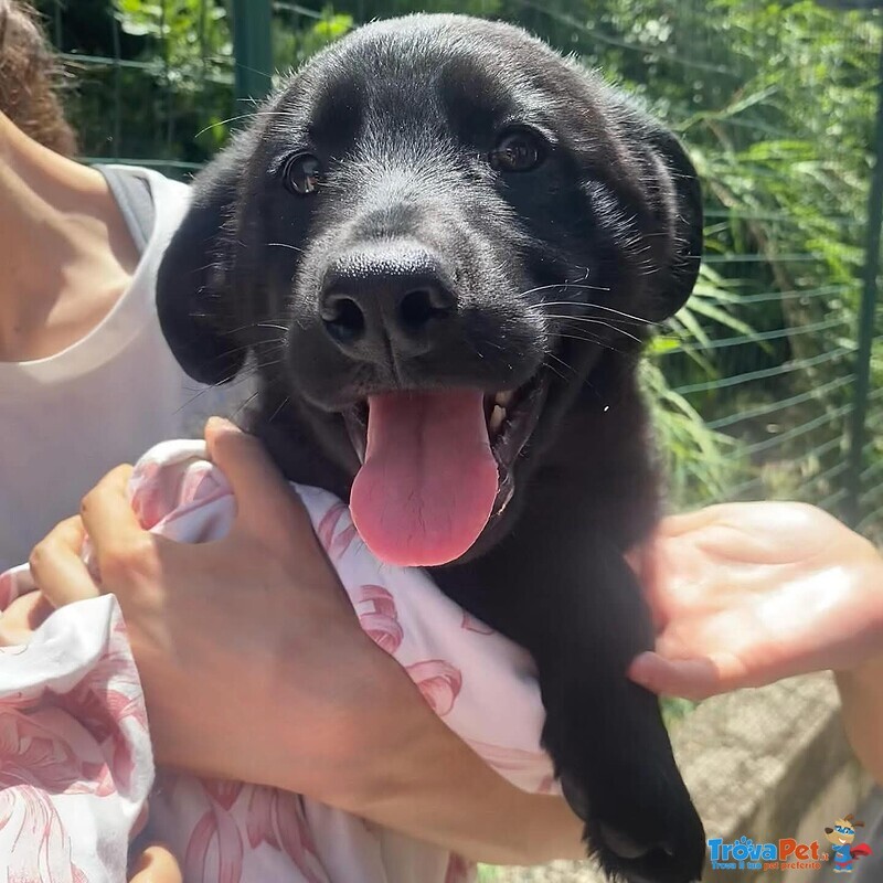 Cupido Dolce Cucciolo 3 mesi Cerca casa - in Adozione! - Foto n. 1