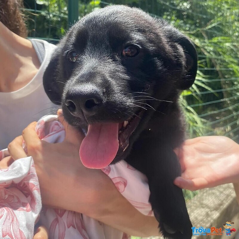 Cupido Dolce Cucciolo 3 mesi Cerca casa - in Adozione! - Foto n. 3