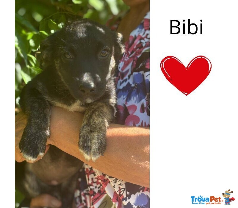 Bibi 3 mesi - mix Pinscher Bassotto Cerca Casa - Foto n. 1