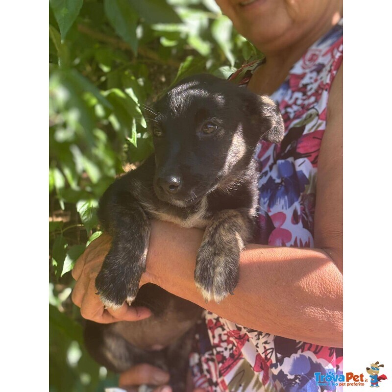 Bibi 3 mesi - mix Pinscher Bassotto Cerca Casa - Foto n. 2