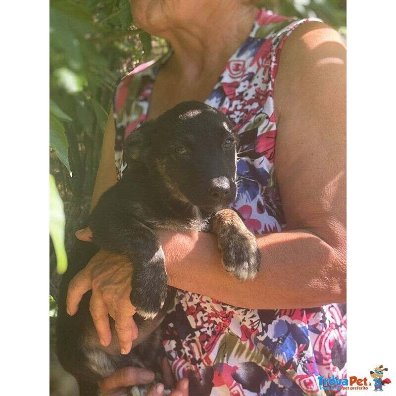 Bibi 3 mesi - mix Pinscher Bassotto Cerca Casa - Foto n. 3