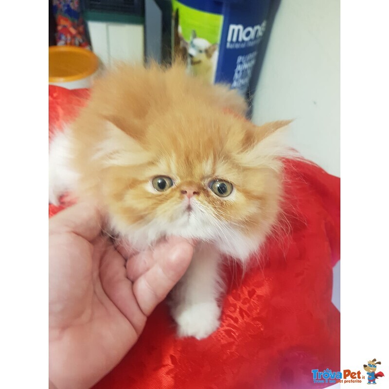 Persiani Exotic Shorthair - Foto n. 1
