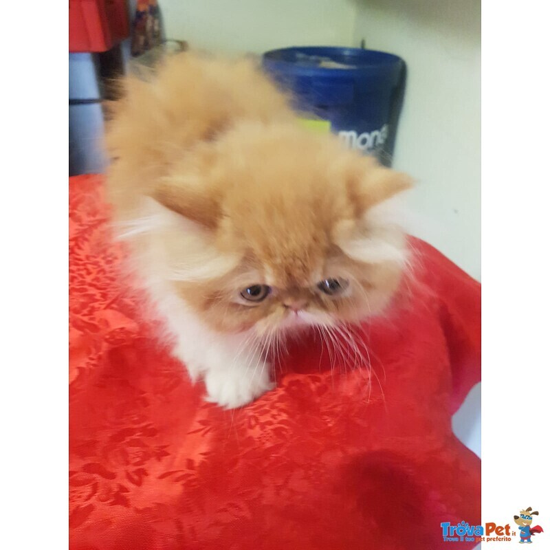 Persiani Exotic Shorthair - Foto n. 2