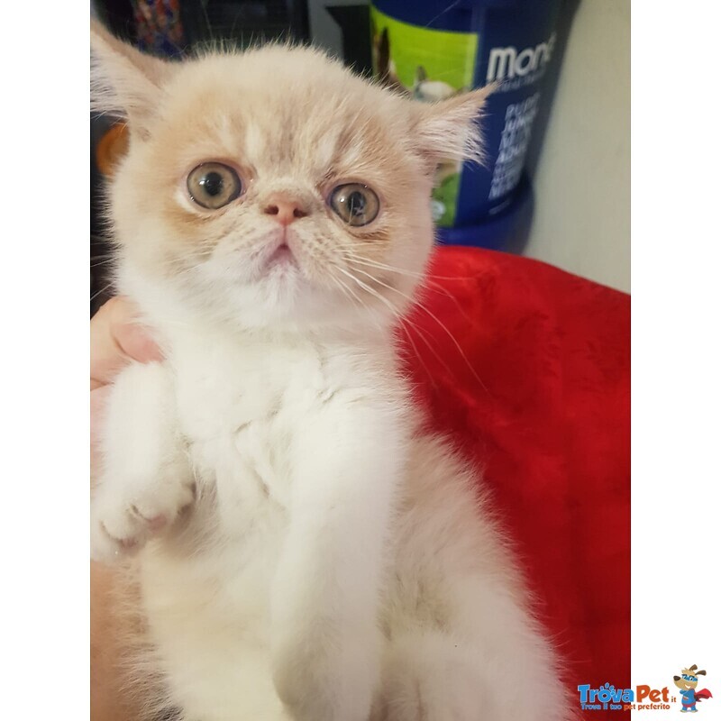 Persiani Exotic Shorthair - Foto n. 3