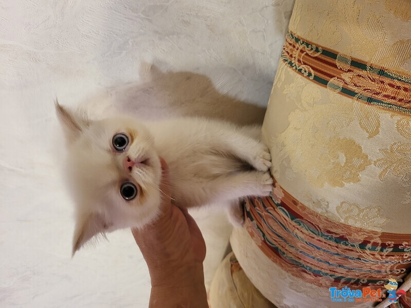Persiani Exotic Shorthair - Foto n. 4