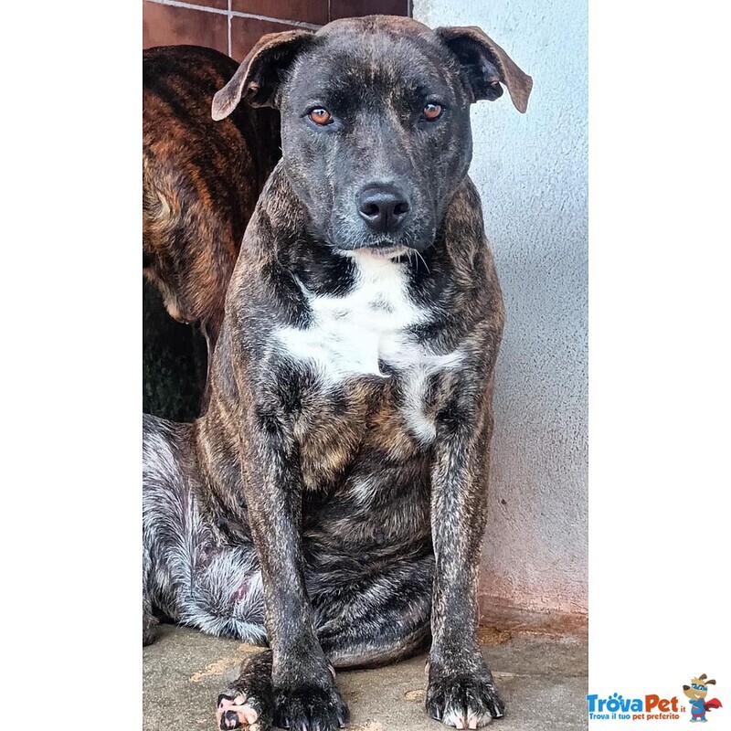Wendy Dolce Cagnolina 2 anni Cerca casa - Adozione Canile di Latina - Foto n. 1