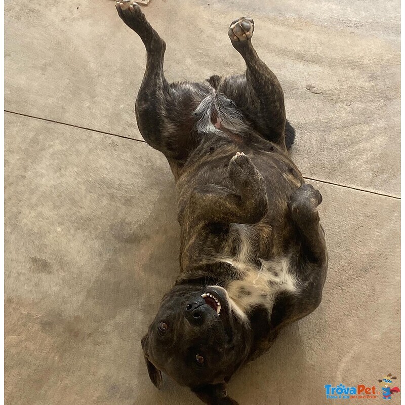 Wendy Dolce Cagnolina 2 anni Cerca casa - Adozione Canile di Latina - Foto n. 5