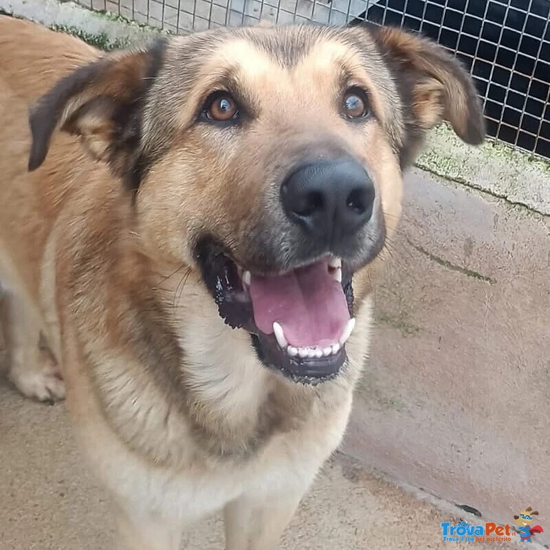 Fulmine Dolce Cagnolone 2 anni e Mezzo Cerca casa - Adozione Canile di Latina - Foto n. 2
