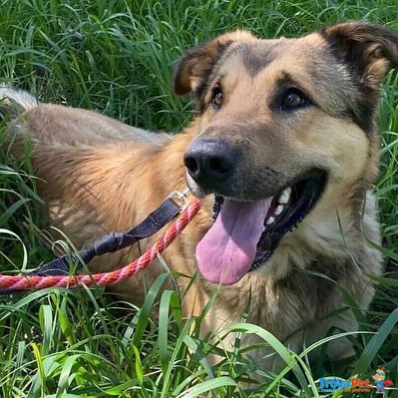 Fulmine Dolce Cagnolone 2 anni e Mezzo Cerca casa - Adozione Canile di Latina - Foto n. 3