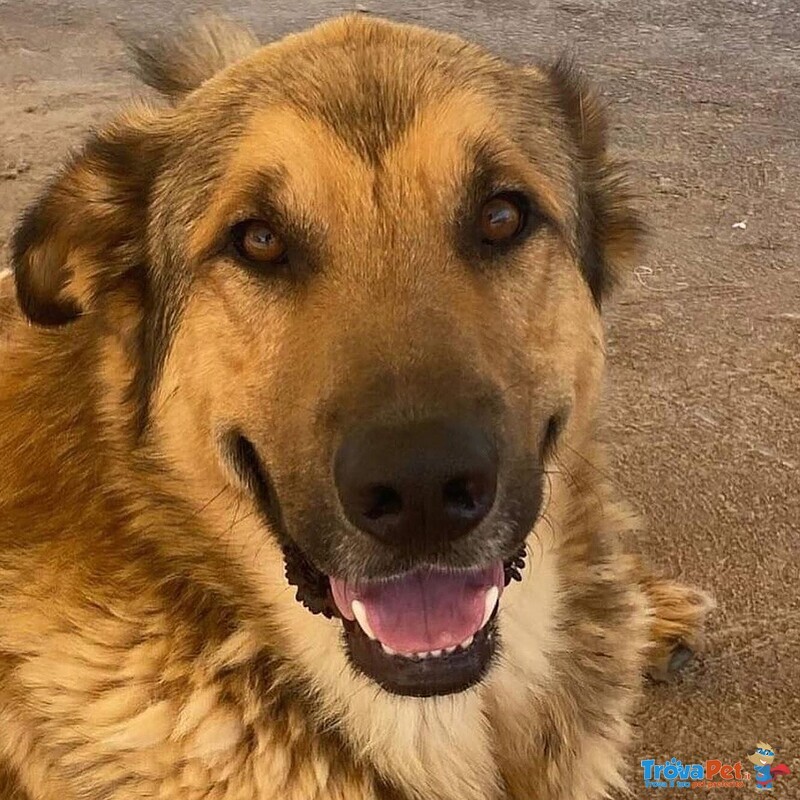 Fulmine Dolce Cagnolone 2 anni e Mezzo Cerca casa - Adozione Canile di Latina - Foto n. 4