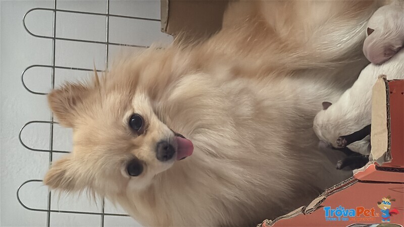 Volpini di Pomerania - Foto n. 1