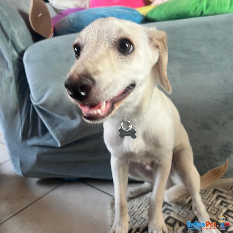Cucciolo Dolce ed Allegro Cerca Adozione - 6 mesi Taglia Medio Piccola - Foto n. 1