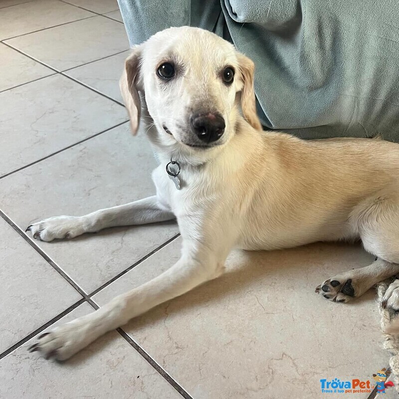Cucciolo Dolce ed Allegro Cerca Adozione - 6 mesi Taglia Medio Piccola - Foto n. 2