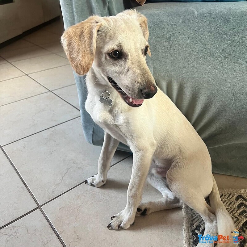 Cucciolo Dolce ed Allegro Cerca Adozione - 6 mesi Taglia Medio Piccola - Foto n. 3