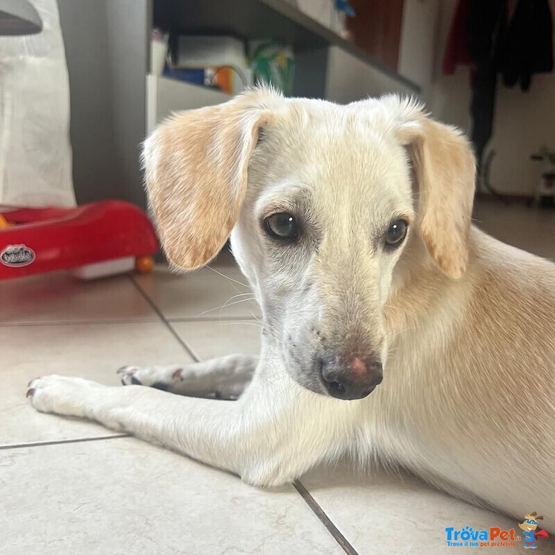 Cucciolo Dolce ed Allegro Cerca Adozione - 6 mesi Taglia Medio Piccola - Foto n. 4