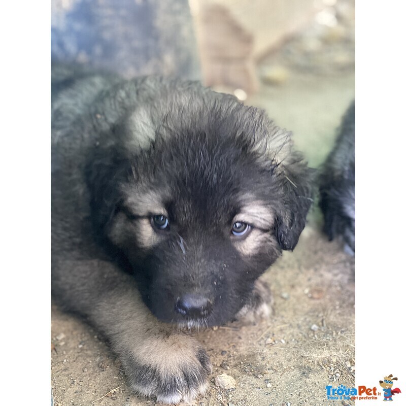 Cuccioli Pastore del Caucaso - Foto n. 2