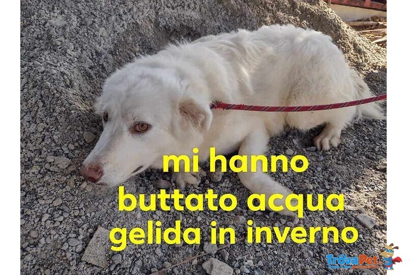 Robin Giovane bel Timidino - Foto n. 1