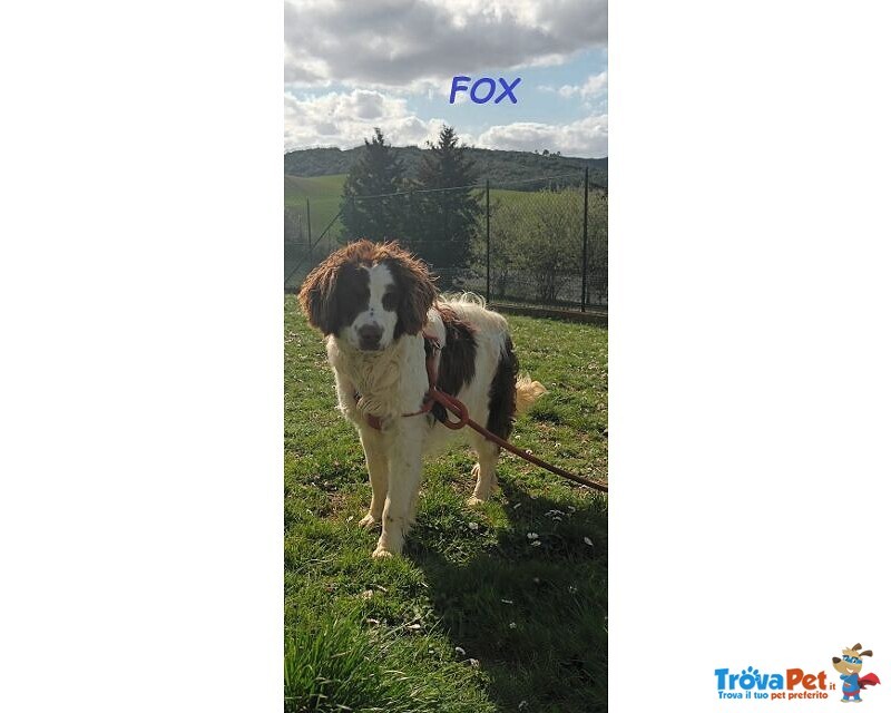 Fox 3anni mix Springerino tg Mediopicc. - Foto n. 1
