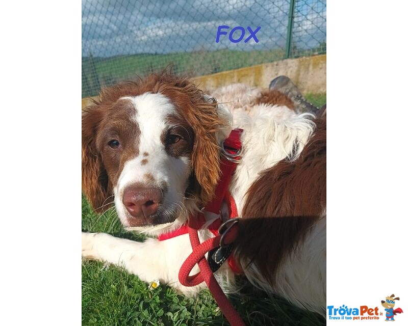 Fox 3anni mix Springerino tg Mediopicc. - Foto n. 2