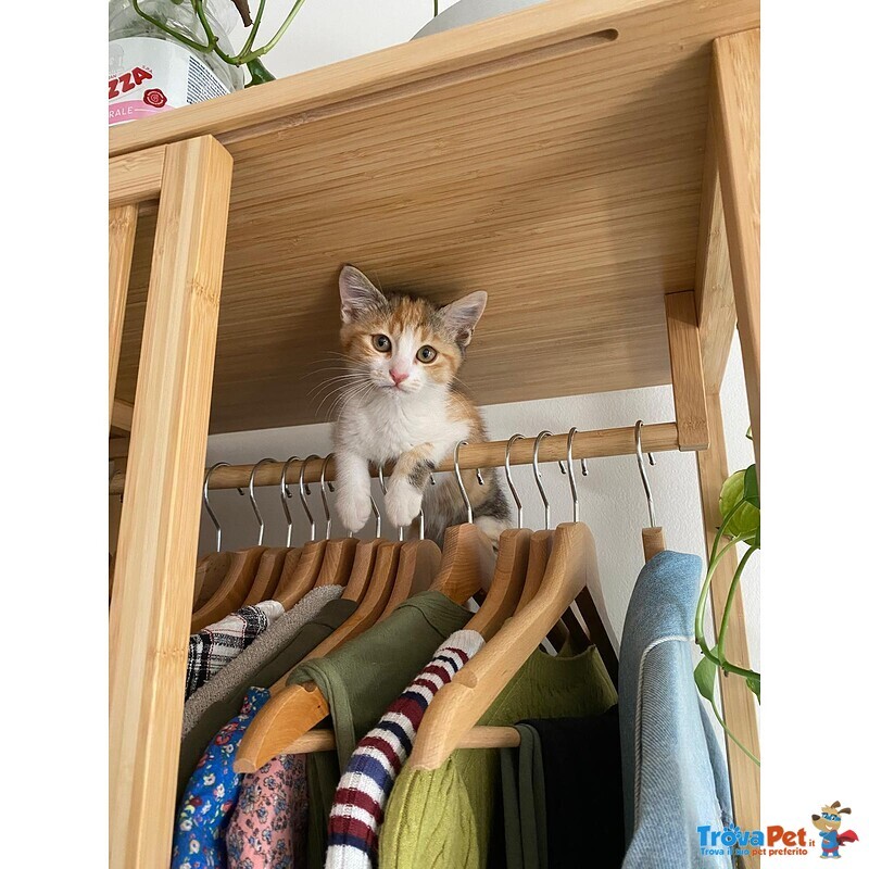 Gattine Femmine Tricolori Cercano Casa! - Foto n. 3