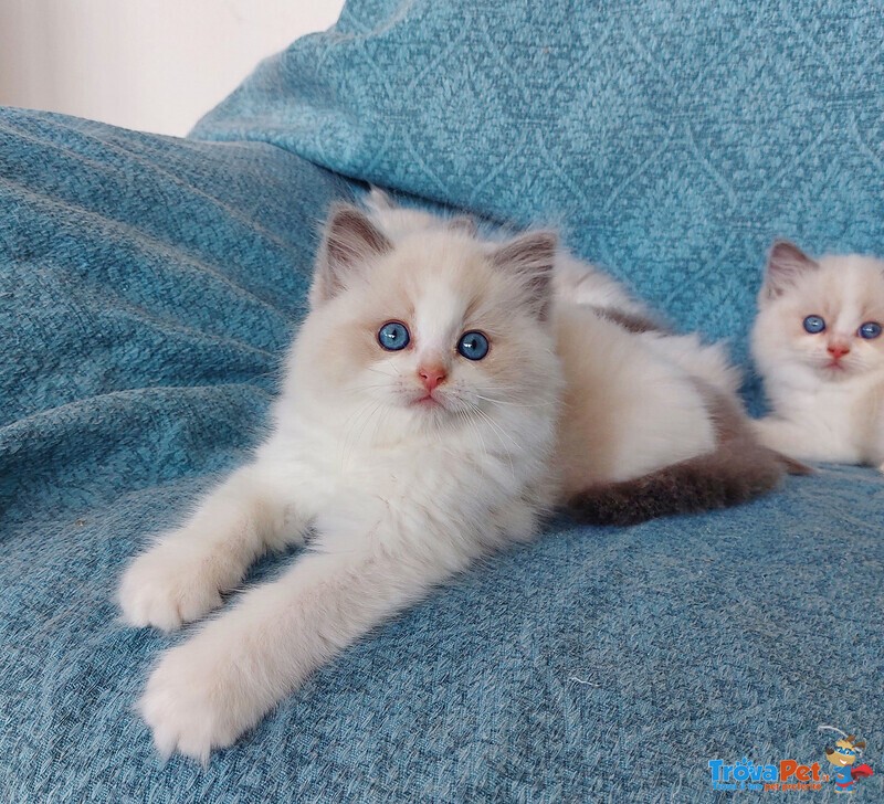 Gattini Ragdoll - Foto n. 1