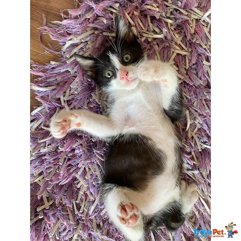Pois Dolce Gattino 2 mesi Cerca Casa - Foto n. 2