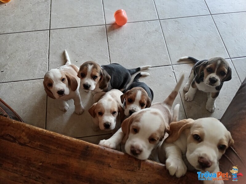 6 Cuccioli di Beagle VI Aspettano - Foto n. 1