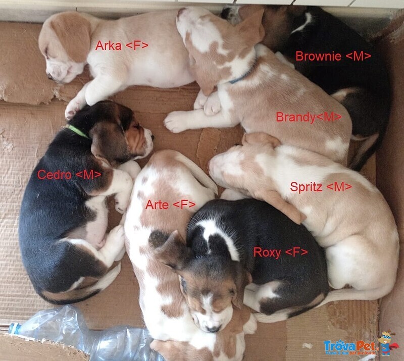 6 Cuccioli di Beagle VI Aspettano - Foto n. 2