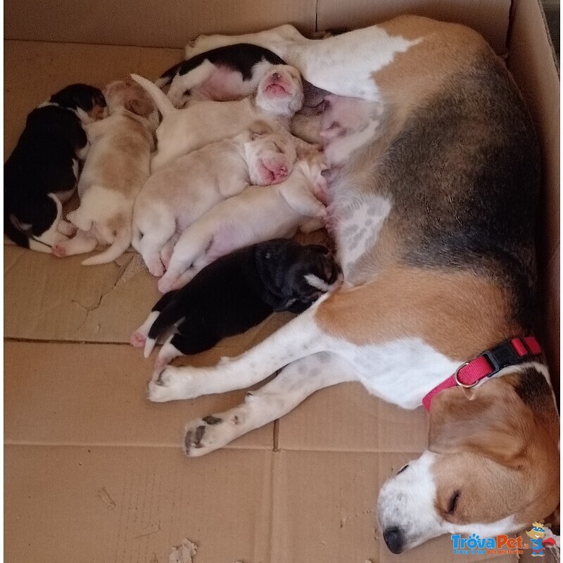 6 Cuccioli di Beagle VI Aspettano - Foto n. 3