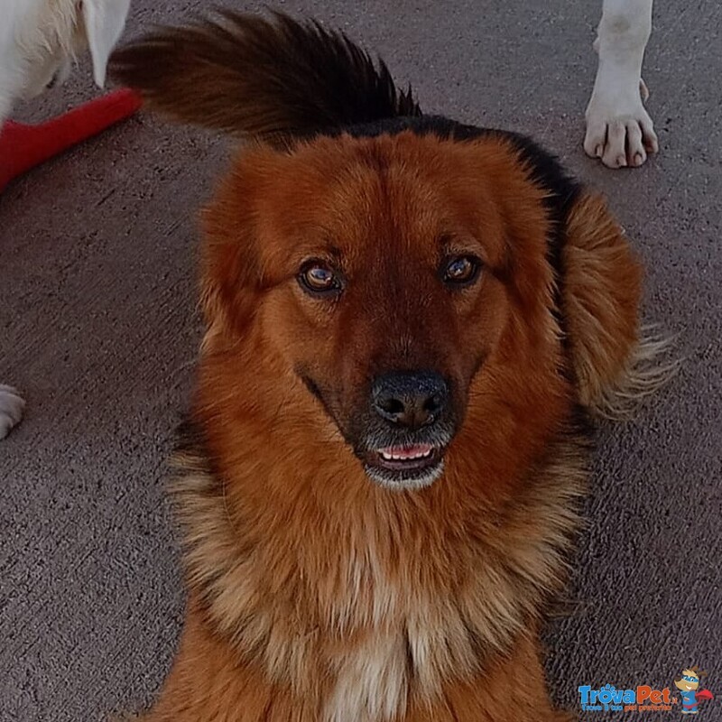 Whisky Dolce Cagnolino 4 anni Cerca Casa - Foto n. 5