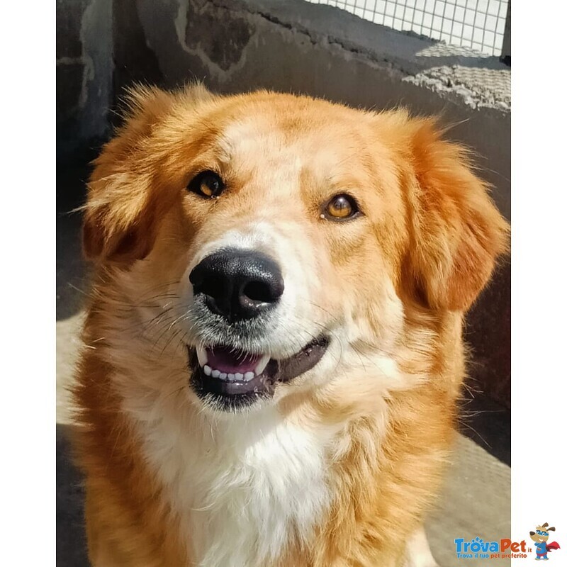 Axl rose Dolce Cagnolone 5 anni Cerca Adozione - Derivato Golden - Foto n. 1