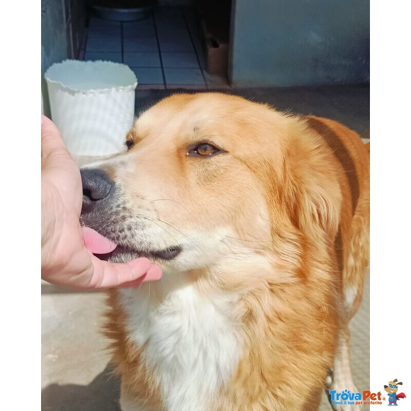 Axl rose Dolce Cagnolone 5 anni Cerca Adozione - Derivato Golden - Foto n. 3