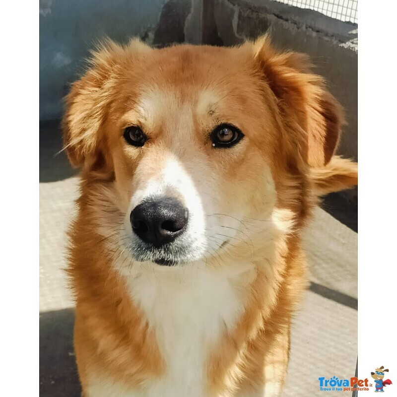 Axl rose Dolce Cagnolone 5 anni Cerca Adozione - Derivato Golden - Foto n. 4