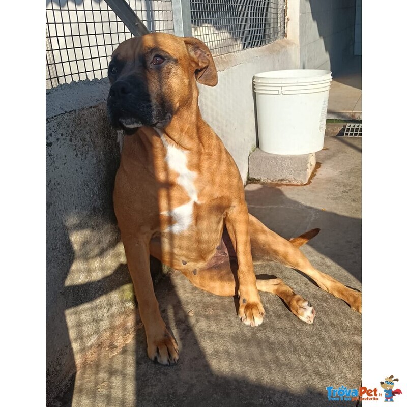 Artemis Coccolona 4 anni Cerca casa - Derivato Boxer - Foto n. 2