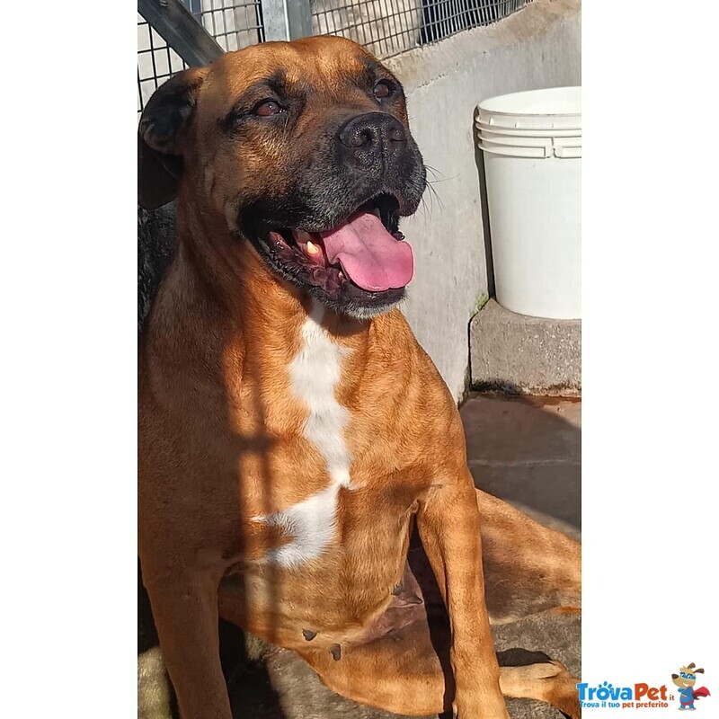 Artemis Coccolona 4 anni Cerca casa - Derivato Boxer - Foto n. 3