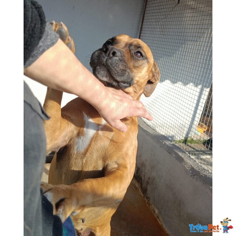 Artemis Coccolona 4 anni Cerca casa - Derivato Boxer - Foto n. 5