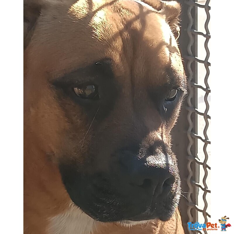 Artemis Coccolona 4 anni Cerca casa - Derivato Boxer - Foto n. 6
