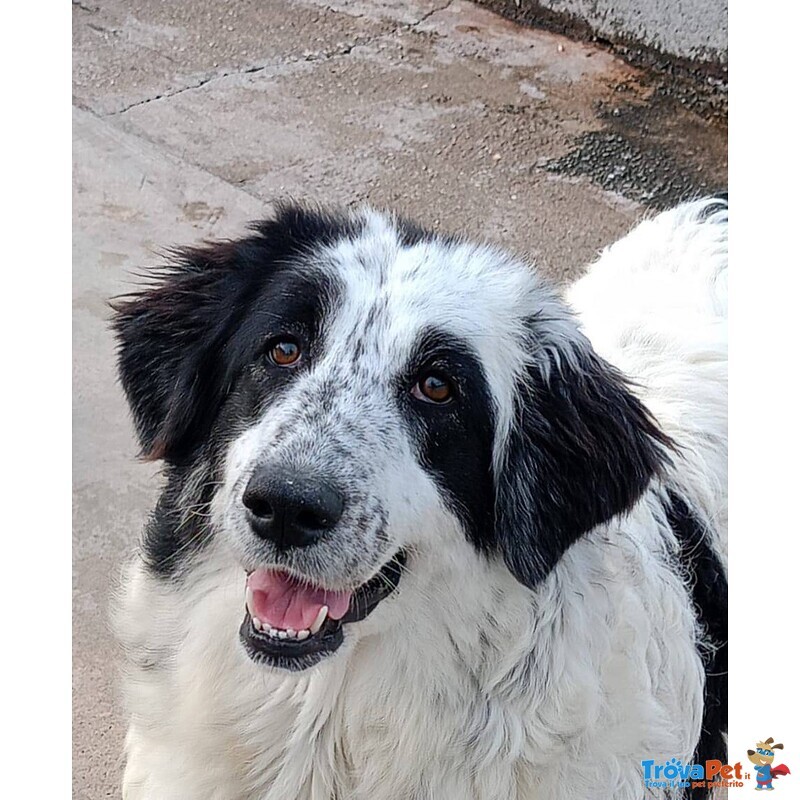 Carolina Dolce Cagnolona 2 anni Cerca Casa - Foto n. 1