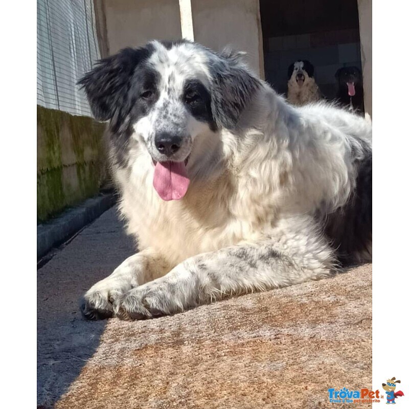 Carolina Dolce Cagnolona 2 anni Cerca Casa - Foto n. 2